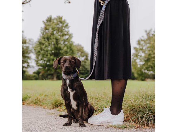 Hund mit Hundehalsband Leder und Hundeleine Tres Chic in Blau/Grau von vorne