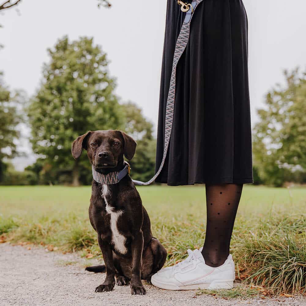 Hund mit Tres Chic Hundehalsband Leder und Hundeleine Blau/Grau Hund mit Hundehalsband Leder und Hundeleine Tres Chic in Blau/Grau von vorne