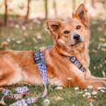 Kollektion Kunterbunt Hunde Geschirr und Leine in Pink/Türkis