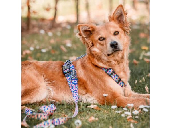 Kunterbunt dog harness and lead collection in pink/turquoise