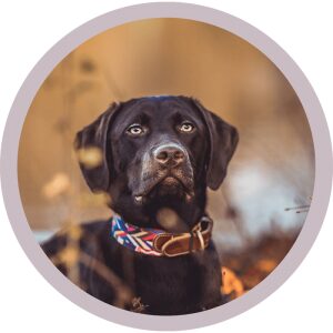 Hey Lana Portrait Hund