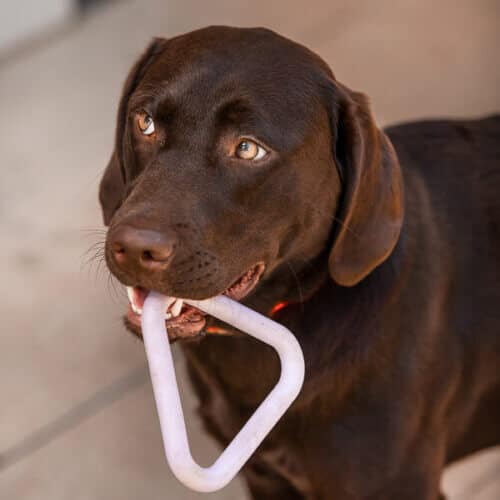 Hundespielzeug - Purpleline Triangel ist fast unkaputtbar Hund spielt mit Hundespielzeug - Purpleline Triangel ist fast unkaputtbar