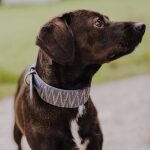 Dog with Tres Chic collection premium dog collar padded in blue/grey