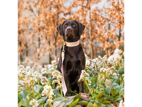 Tres Chic Kollektion Halsband mit 1,20 Meter Hundeleine in Pink/Beige mit Hund