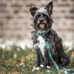 Hund mit Kunterbunt Leine und Halsband in Gelb/Blau