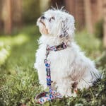 Hund Kunterbunt Leine und Halsband in Pink/Türkis