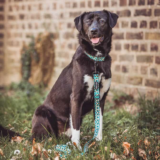 Dog with Kunterbunt lead and collar in yellow/blue Dog with Kunterbunt lead and collar in yellow/blue