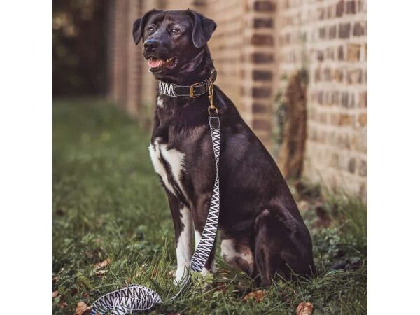 Hund mit Tres Chic Kollektion Halsband und Leine 1,20m in Schwarz/Weiß