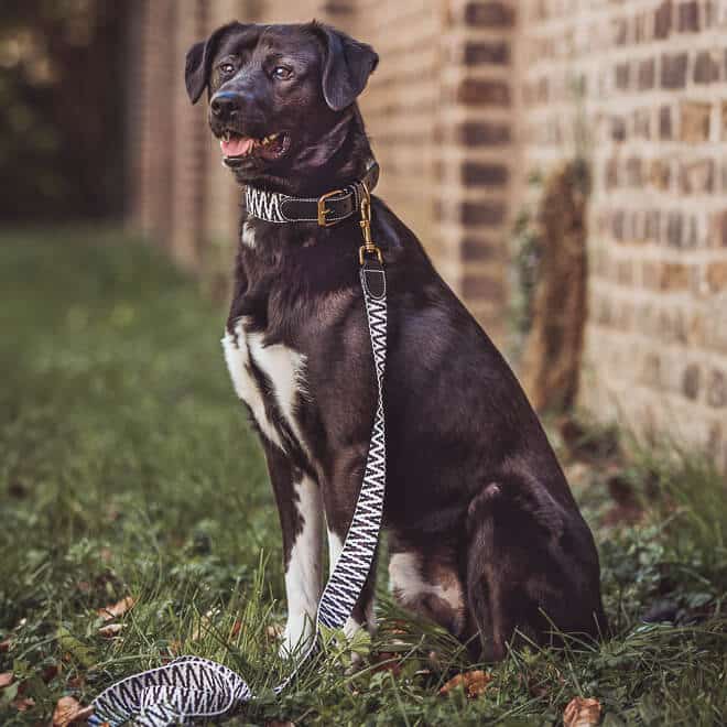 Hund mit Tres Chic Kollektion Halsband und Leine in Schwarz/Weiß Hund mit Tres Chic Kollektion Halsband und Leine 1,20m in Schwarz/Weiß