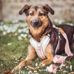 Premium Hundegeschirr Gepolstert Tres Chic in Pink/Beige mit Hund