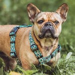 Hund mit Kunterbunt Geschirr in Gelb/Blau