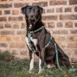 Hund mit Kunterbunt Leine und Geschirr in Gelb/Blau