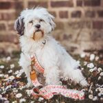 Hund mit langer premium Führleine ist 3-fach verstellbar 1,80m in Pink/Beige