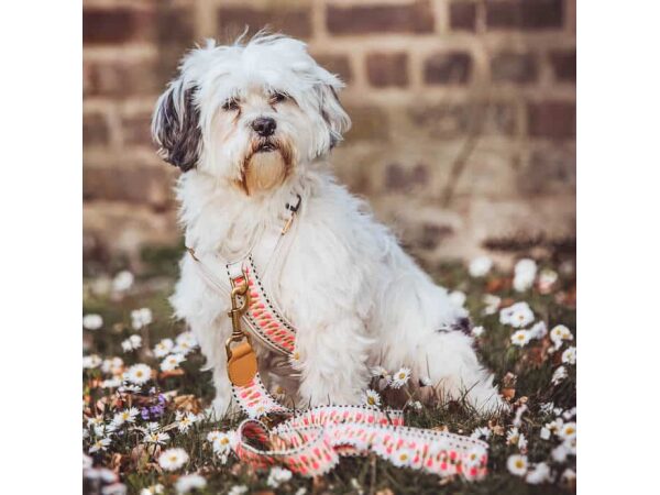 Hund mit langer premium Führleine ist 3-fach verstellbar 1,80m in Pink/Beige