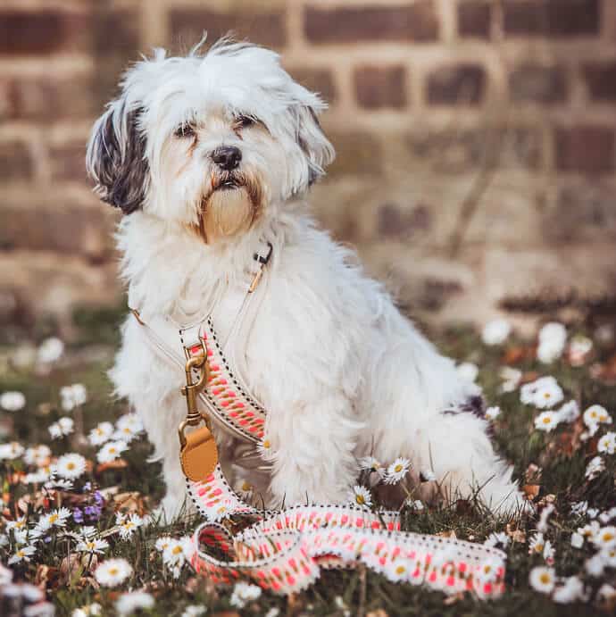 Hund mit langer premium Führleine – 3-fach verstellbar – 1,80m – Pink/Beige Hund mit langer premium Führleine ist 3-fach verstellbar 1,80m in Pink/Beige