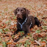 Sicherheitsgeschirr für Hunde Kunterbunt ist 5-fach verstellbar in Mocca/Blau