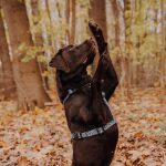 Dog with Kunterbunt harness is 5-way adjustable in mocha/blue on the side