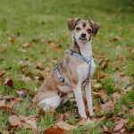 Führgeschirr Kunterbunt ist 5-fach verstellbar mit Hund seitlich in Mocca/Blau