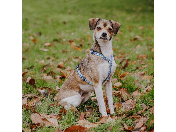 Führgeschirr Kunterbunt ist 5-fach verstellbar mit Hund seitlich in Mocca/Blau