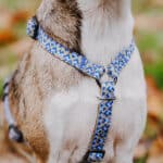 Hunde Führgeschirr Kunterbunt ist 5-fach verstellbar in Mocca/Blau Detail vorne