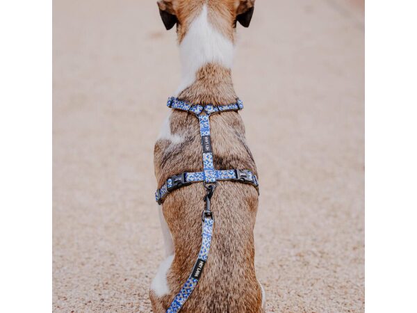 Small dog with lead harness and lead Kunterbunt is 5-way adjustable in mocha/blue