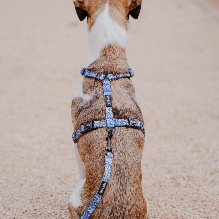 Kleiner Hund mit Führgeschirr und Leine Kunterbunt ist 5-fach verstellbar in Mocca/Blau