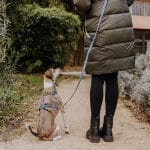 Hund sitzt von hinten mit Führgeschirr und Führleine Kunterbunt ist 5-fach verstellbar in Mocca/Blau