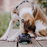 Hund mit Kotbeutelspender – Heißer Scheiß in Schwarz