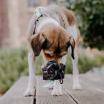 Hund mit Kotbeutelspender – Heißer Scheiß in Schwarz