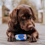 Hund liegend mit Kotbeutelspender in mocca und blau