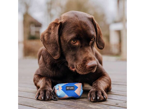 Dog lying with poop bag dispenser in mocha and blue