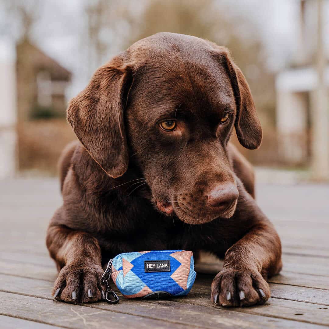 dog-poop-bag-dispenser-colorful-mocha-blue Dog lying with poop bag dispenser in mocha and blue