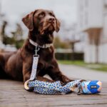 Dog lying with Kunterbunt lead and poop bag dispenser in mocha and blue