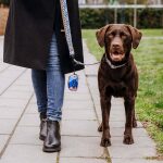 Dog with human on the lead Kunterbunt Mocca Blue with poop bag dispenser