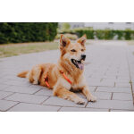 Dog lying on the floor with outdoor harness orange green