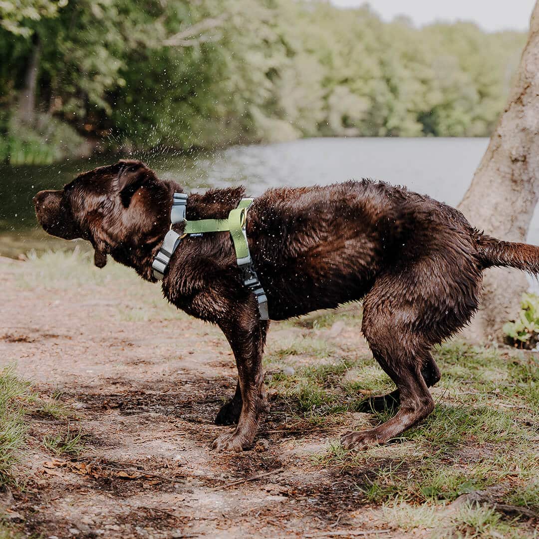 fuehregschirr-outdoor-flex-gruen-grau-hund-schuetteln Führgeschirr - Outdoor FLEX - 5-fach verstellbar mit Haltegriff - Grau/Grün – Bild 1