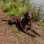 Dog lying on the shore with outdoor harness orange green