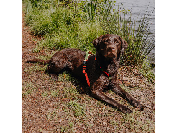 Hund liegt am Ufer mit Outdoor Geschirr Orange Grün