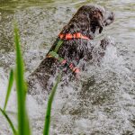 Dog swims in water with outdoor harness orange green