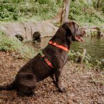 Dog sits sideways on the shore with outdoor harness orange green