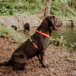 Hund sitzt seitlich am Ufer mit Outdoor Geschirr Orange Grün