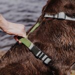 Hund sitzt mit Führgeschirr Outdoor und Haltegriff