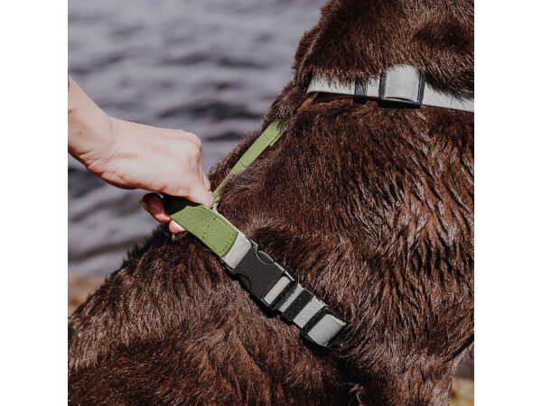 Hund sitzt mit Führgeschirr Outdoor und Haltegriff