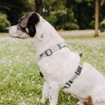 Heller Hund sitzt mit Outdoor Führgeschirr seitlich