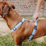 Large brown dog with outdoor lead harness in taupe/blue on the side with handle