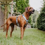Large brown dog with outdoor harness in taupe/blue