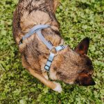Small dog from above with lead harness Outdoor Taupe-Blue