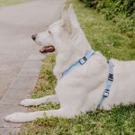 White dog lying with outdoor harness
