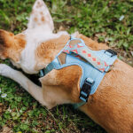 Premium Padded Dog Harness - Coral/Blue - Image 3