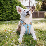 Premium Padded Dog Harness - Coral/Blue
